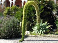 /album/galeria-de-fotos-null/agave-atenuata1-jpg1/